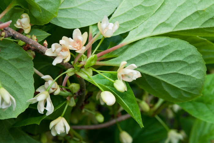 schisandra-benefits-flower-buds
